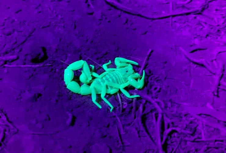 עקרב באור UV בסיור ספארי לילה