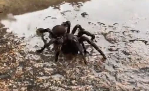 אוסטרליה עכביש משפך אוסטרלי עכבישים שיטפונות הצפות