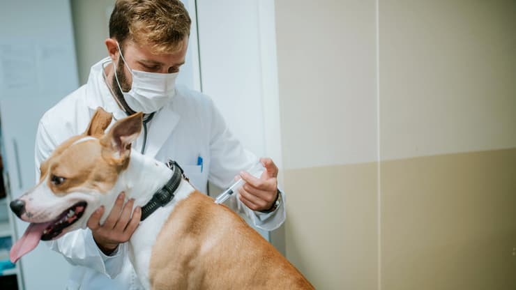 כלב מקבל חיסון