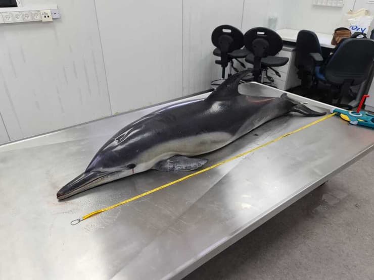 דולפין מצוי נמצא ללא רוח חיים ליד אשקלון