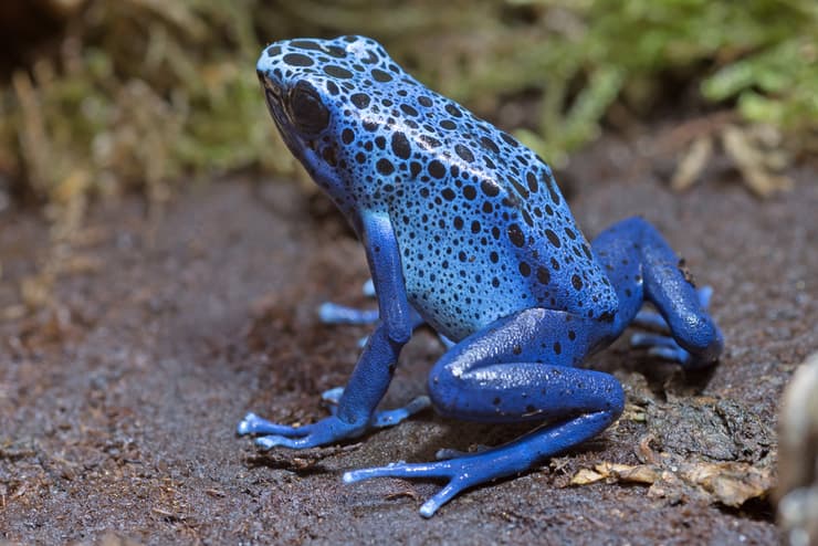 צפרדע חץ ארסית כחולה 
