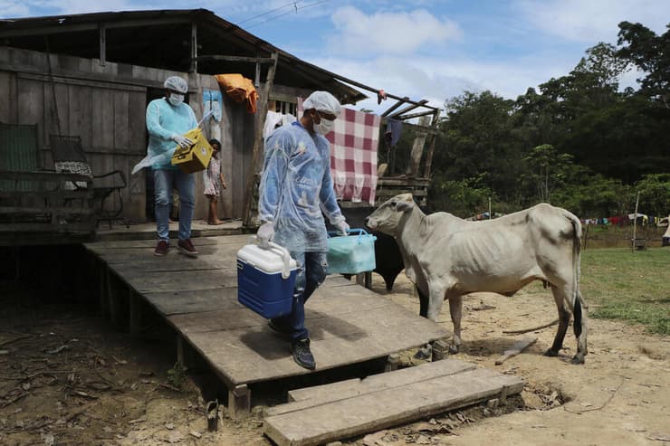 חיסון קורונה מדינת אמזונס ברזיל קהילת קפסיני
