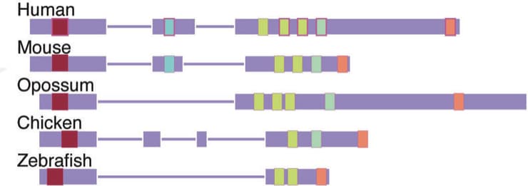 מולקולות לינק-אר-אן-אי (סגול בהיר) של מינים שונים הנבדלות ביניהן באורך אך מכילות את אותם ה"חרוזים" (תכלת, צהוב וורוד)