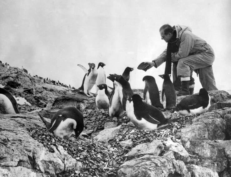 הנסיך מאכיל פינגווינים במהלך ביקור באנטרקטיקה ב-1957 