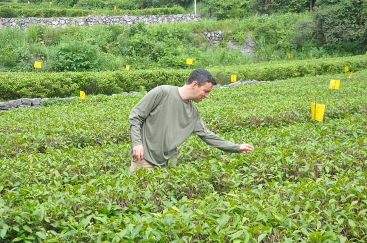 "אהבתי את התה בגלל שהוא עומד על צומת של שני טרנדים: טרנד הבריאות וטרנד החזרה לטבע". אלי בוחן צמחים לתערובות התה. 