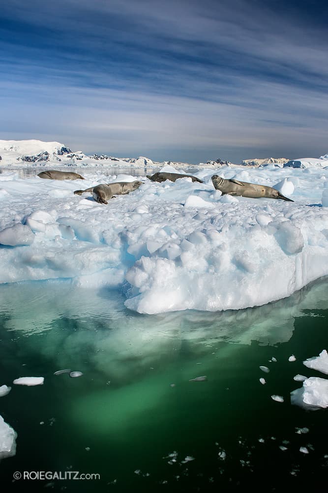 לצלם את היופי של אנטארקטיקה