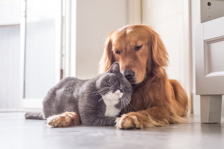 כלב וחתול