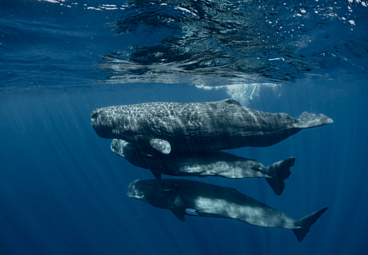 לוויתני ראשתנים