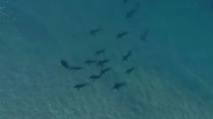 כרישים בחופי חדרה