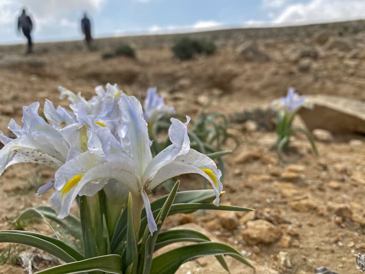 מטיילים בין אירוסי טוביה בבורות לוץ