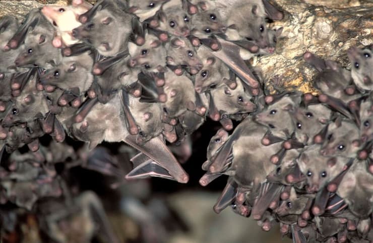 מחכים למבקרים - העטלפים במערות ישראל