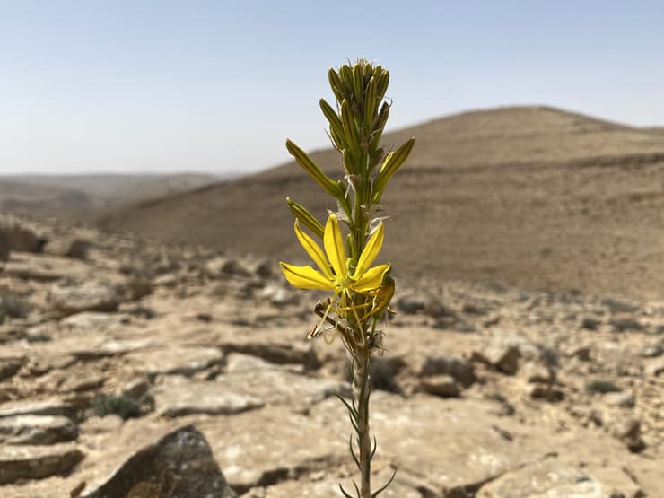 עיריוני צהוב פורח, ברקע פסגת הר רמון