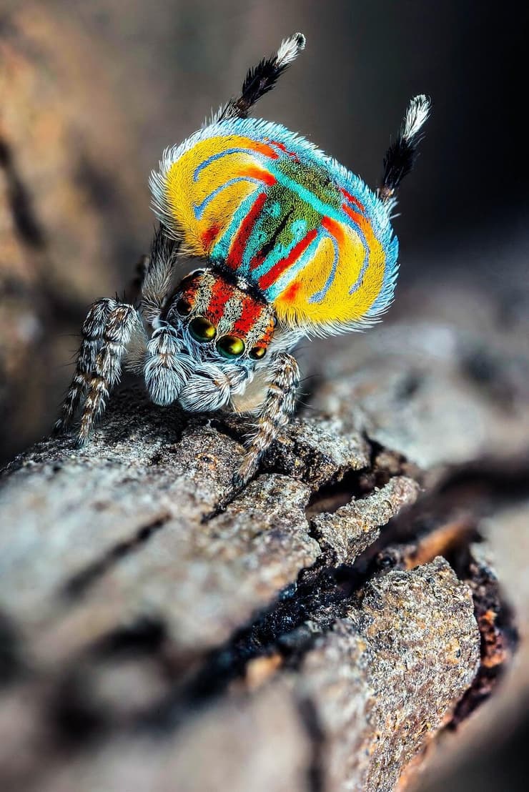 עכביש מרתוס באוסטרליה