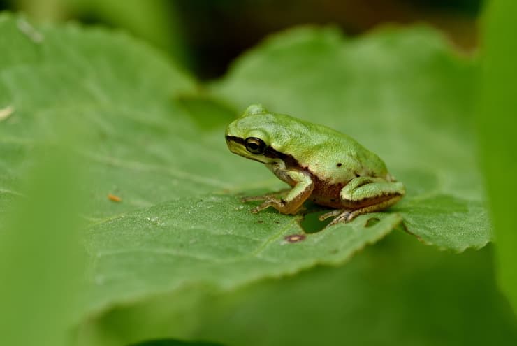 צפרדע מסוג אילנית באיזור בריכות החורף בנווה גן
