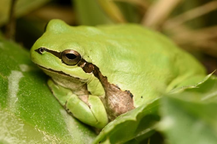 צפרדע מסוג אילנית באזור בריכות החורף בנווה גן