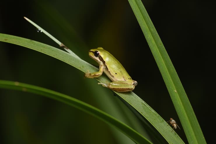 צפרדע מסוג אילנית באזור בריכת החורף בנווה גן