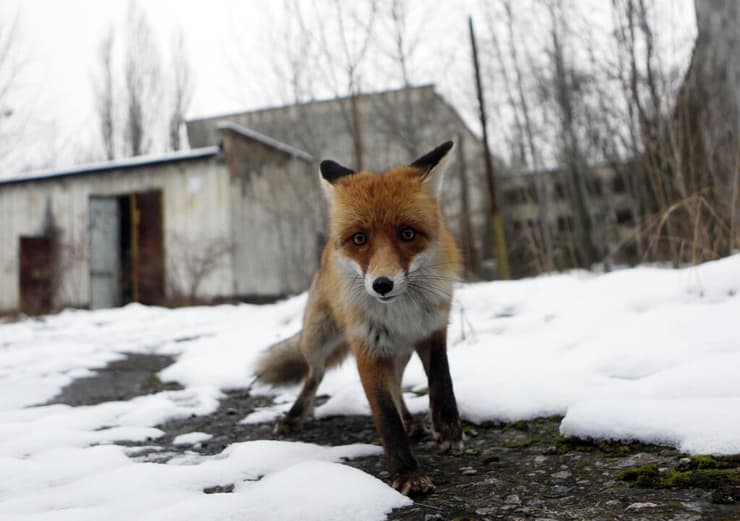 בעלי חיים ב האזור הסגור מסביב ל תחנת הכוח כור גרעיני ב צ'רנוביל אוקראינה
