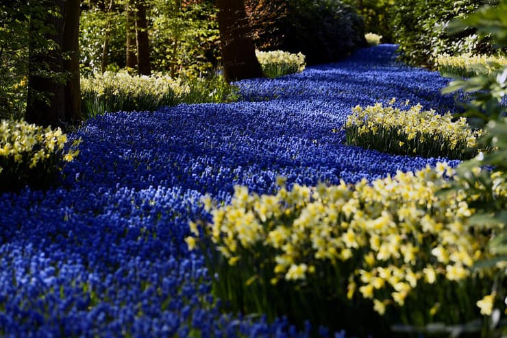פריחת ה צבעונים גן ה פרחים קוקנוף הולנד