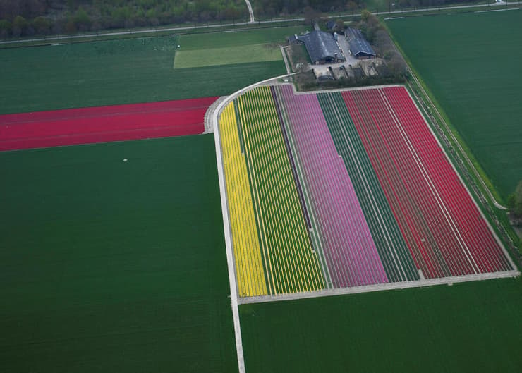 פריחת ה צבעונים גן ה פרחים קוקנוף הולנד