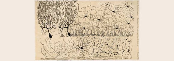 תמונות אמנותיות. מבנה רשתית העין של יונק בציור של רמון אי קחל משנת 1900