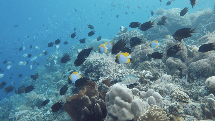 ריף אלמוגים שלא נפגע באינדונזיה