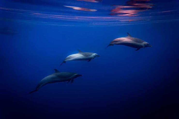 להקת דולפינים באילת