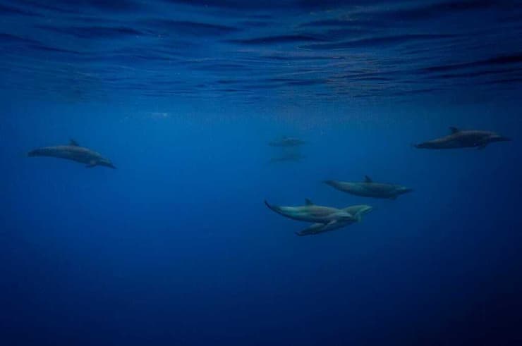 להקת דולפינים באילת