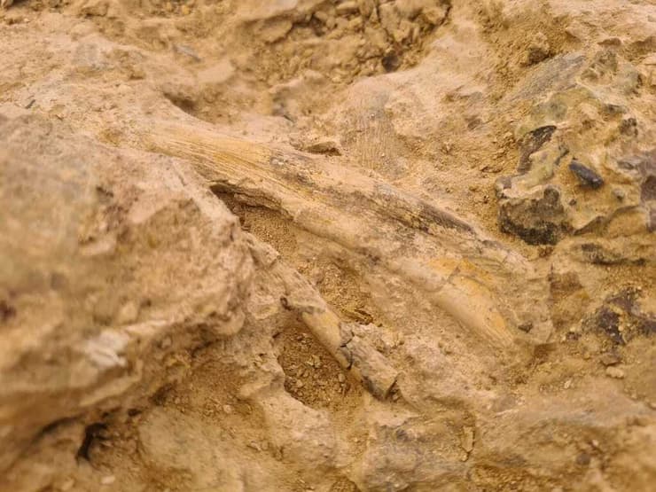 תגלית מלפני 75 מיליון שנה
