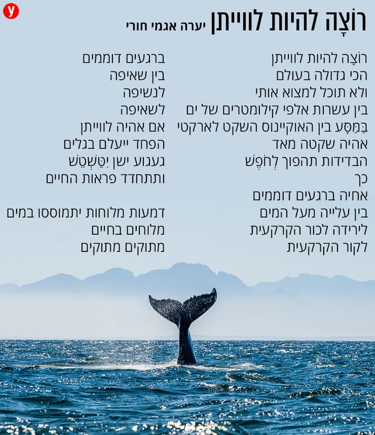 רוצה להיות לווייתן. מאת: יערה אגמי חורי