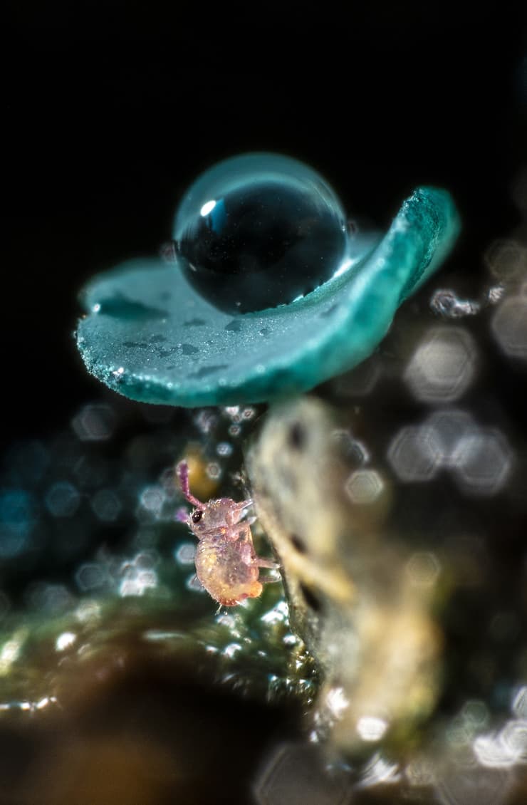 A NATURAL UMBRELLA FOR THIS LITTLE SPRINGTAIL