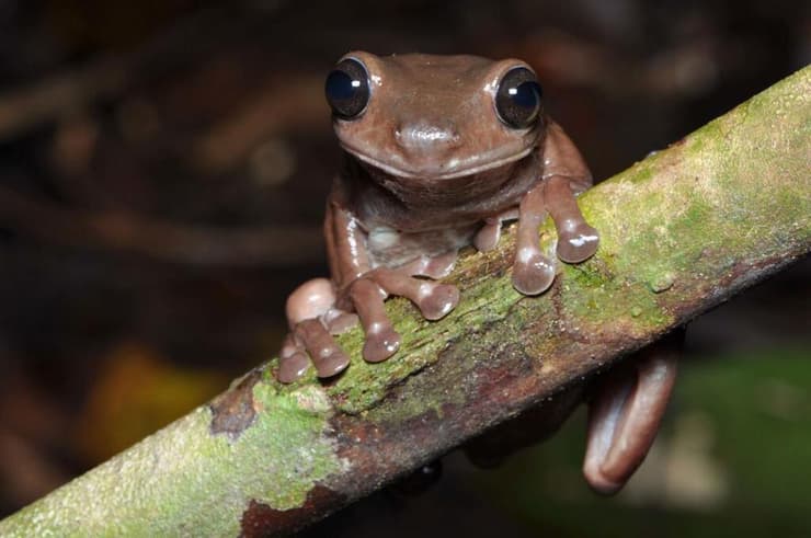 צפרדע שוקולד גינאה החדשה