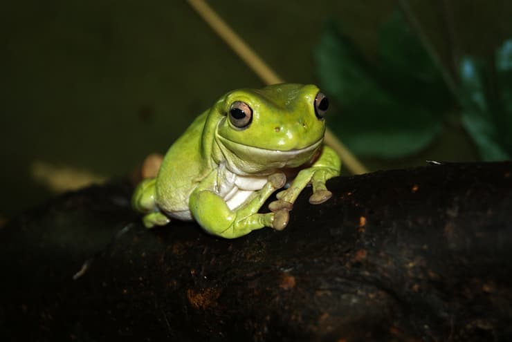 צפרדע ירוקת עצים אוסטרלית