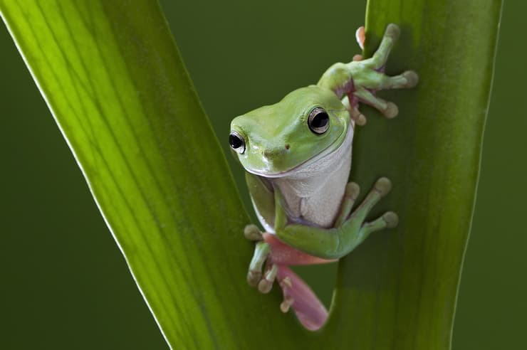צפרדע ירוקת עצים אוסטרלית