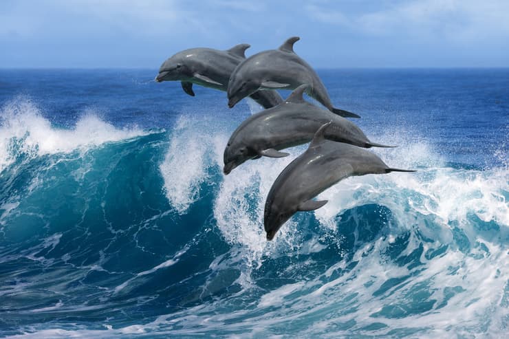 אילוס אילוסטרציה דולפינים