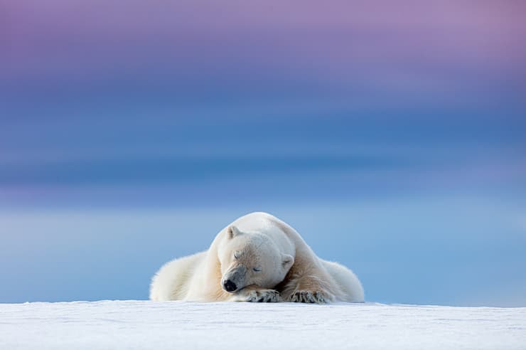 Sleepy polar bear