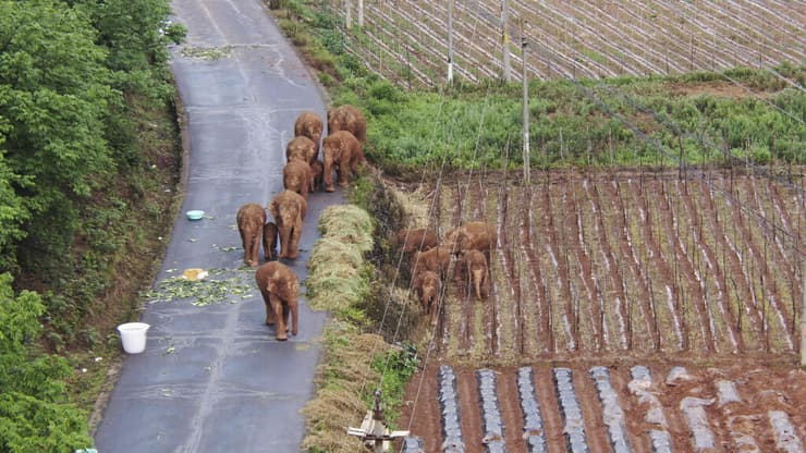   הפילים הנודדים בסין