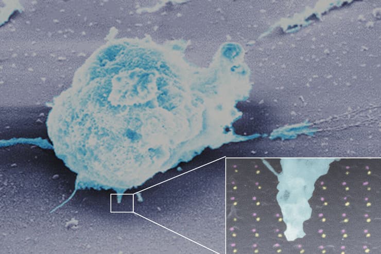 תמונת מיקרוסקופ אלקטרוני של תא לימפוציט על פני השבב