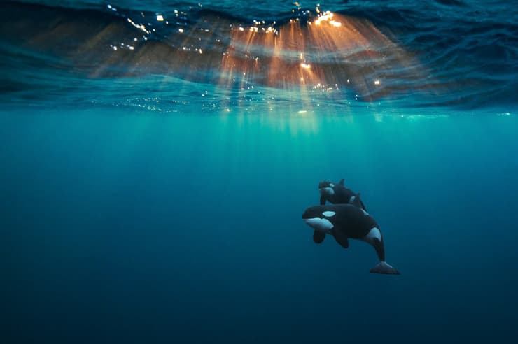 Orcas Under the Arctic Sun