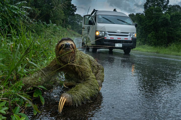 Why Did The Sloth Cross the Road?