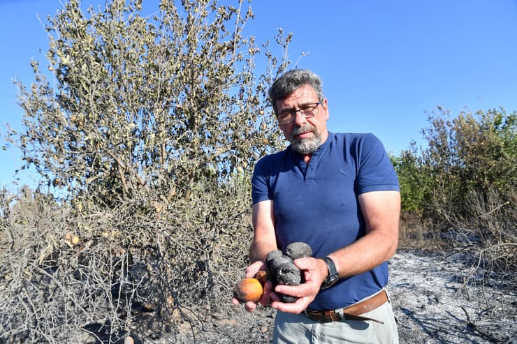 עופר ליברמן, אחראי גידולי השדה בקבוץ ניר עם ליד פרדס עצי הלימון שנפגעו אתמול