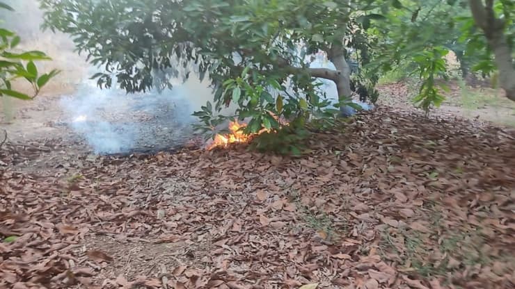  שריפה במטע אבוקדו בקיבוץ סעד כתוצאה מבלון תבערה