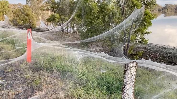 עכבישים קורי עכביש גיפסלנד מדינת ויקטוריה אוסטרליה