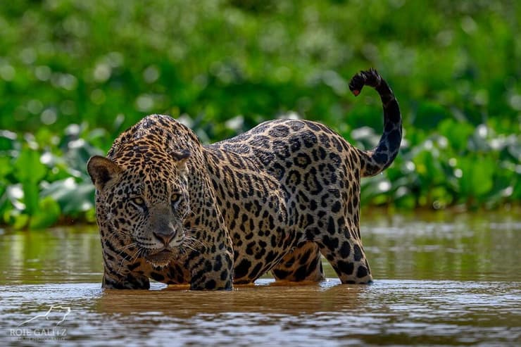 בעלי חיים בברזיל