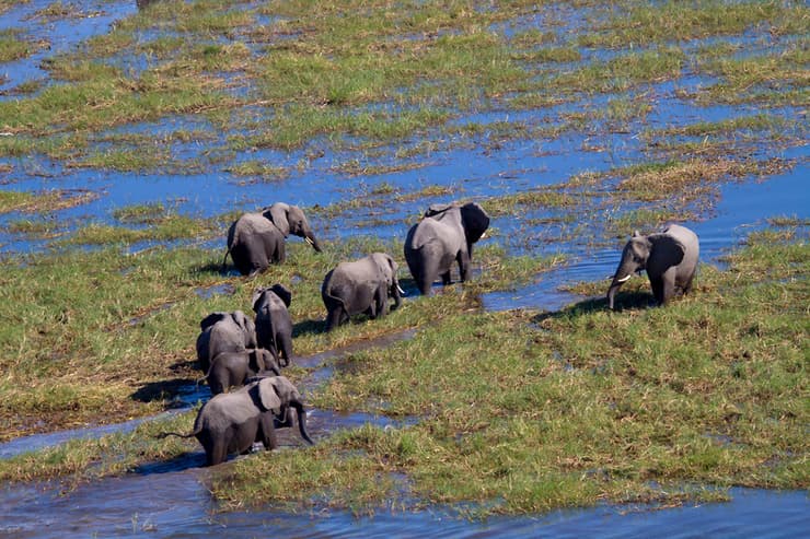 נדידת פילים בדלתת האוקובנגו