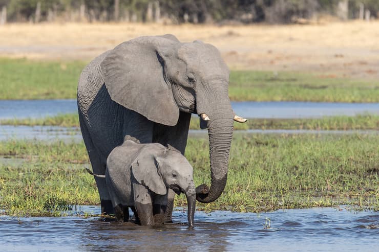 פילים בדלתת האוקובנגו