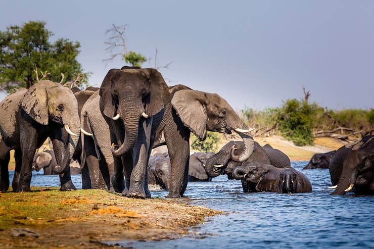 פילים בנמיביה