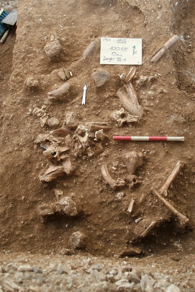 עצמות שנמצאו בחפירות
