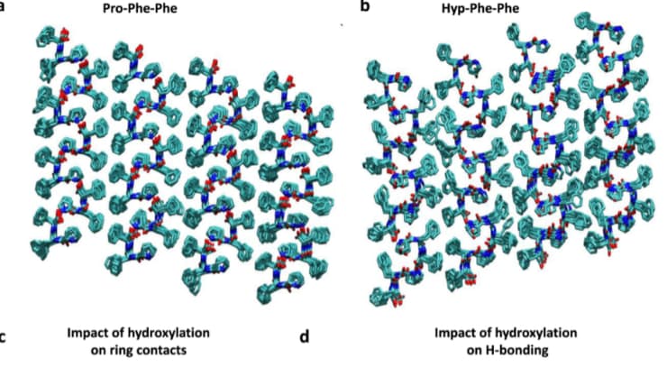 בטריפפטיד - מולקולה קצרה ביותר בשםHyp-Phe-Phe  