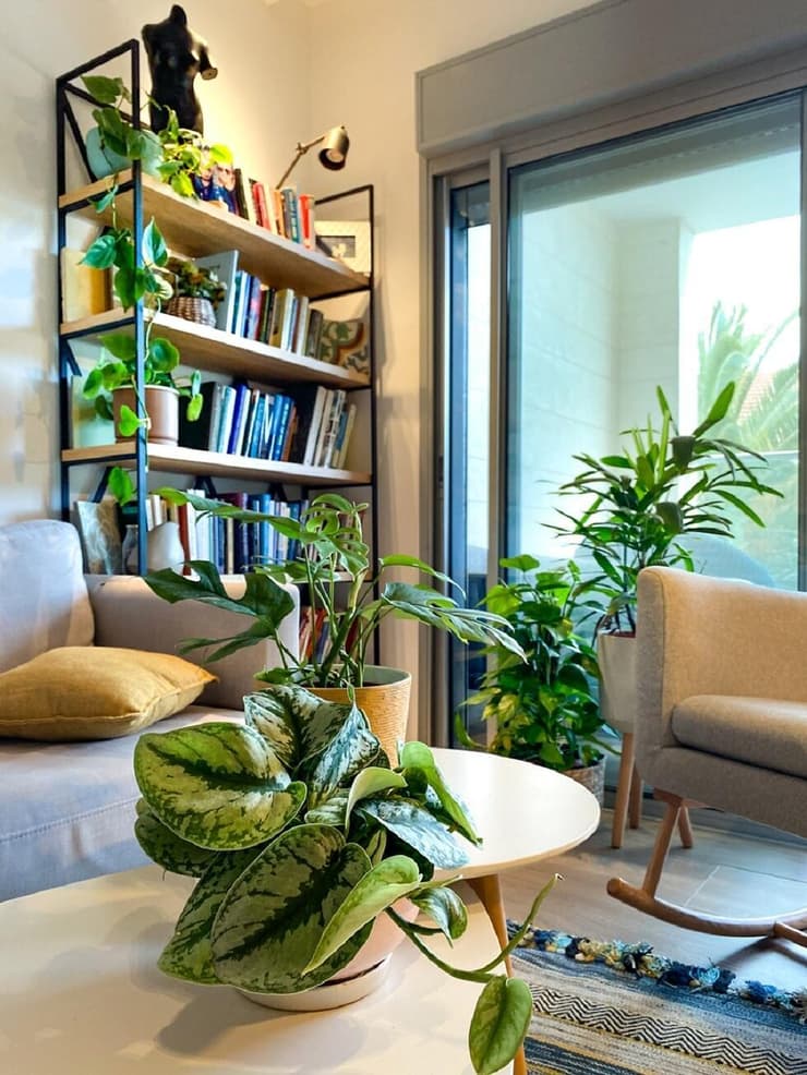 צמחים כנגד החלון, על הכוננית ועל השולחן