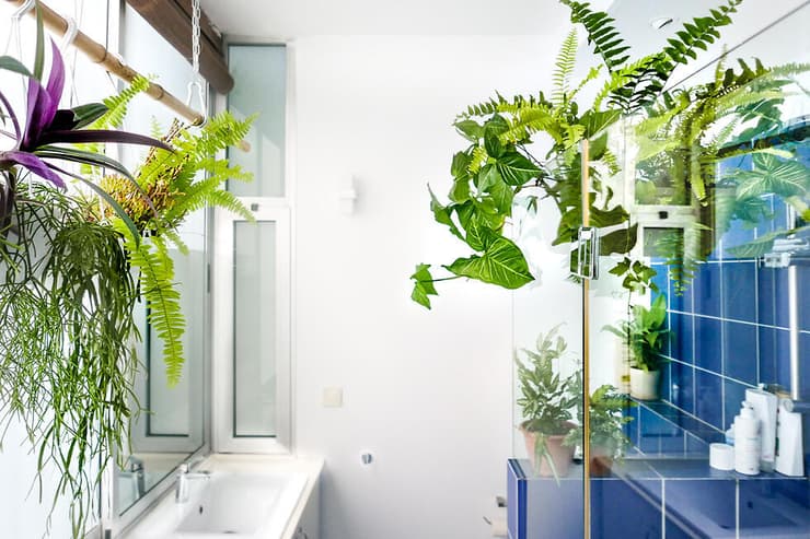 אדנית צמחים אוהבי לחות תלויה על קיר המקלחון